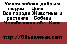 Умная собака добрым людям. › Цена ­ 100 - Все города Животные и растения » Собаки   . Челябинская обл.,Куса г.